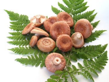 Pink coral milky caps (Lactarius torminosus) on fern leaves it is isolated clipart