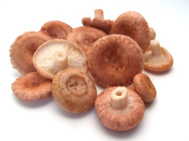 Pink coral milky caps (Lactarius torminosus) it is isolated clipart