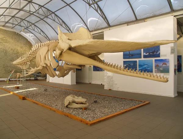 stock image Kaliningrad, Russia. A skeleton of a cachalot in a museum of the World ocea