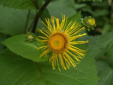 Çiçek açması yüksek (Inula helenium L.)