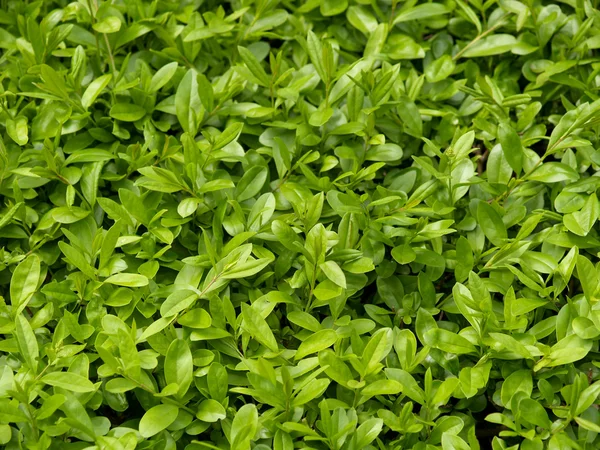 Fondo de hojas verdes jóvenes —  Fotos de Stock