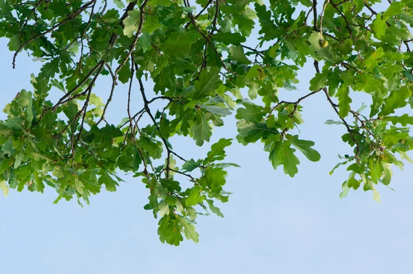 オークの枝 — ストック写真