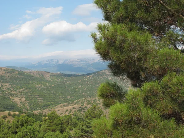 Гірський пейзаж з сосною — стокове фото