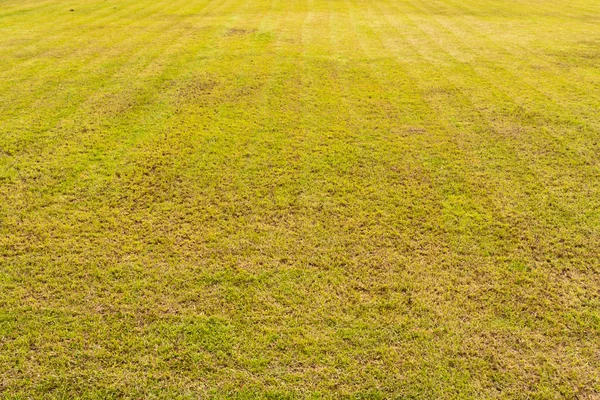 Травяное поле с линией — стоковое фото