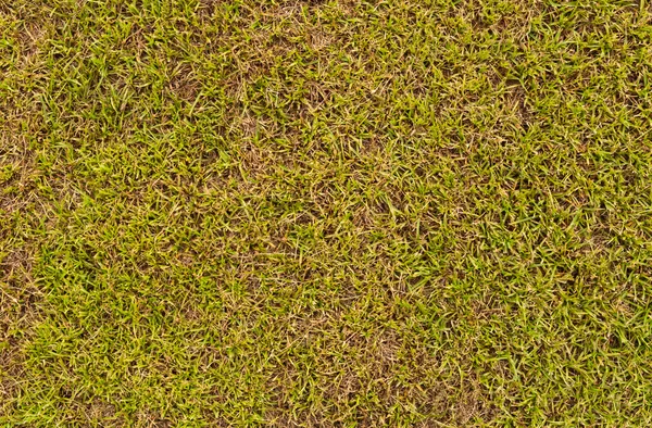 Gras veld oppervlak — Stockfoto