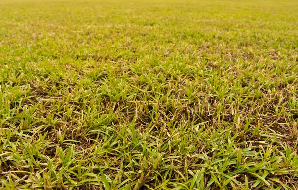 芝生のフィールドをクローズ アップ — ストック写真