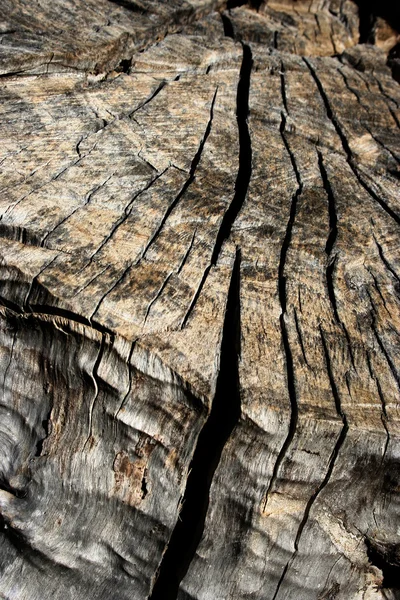 木材 — ストック写真