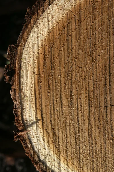 木材 — 图库照片