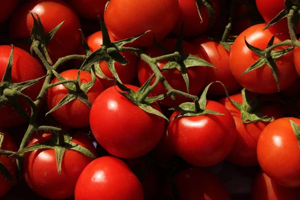 stock image Tomato