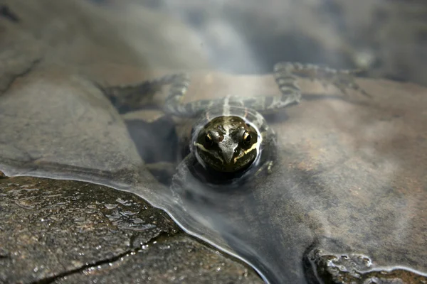 Endemic frog — Stock Photo, Image