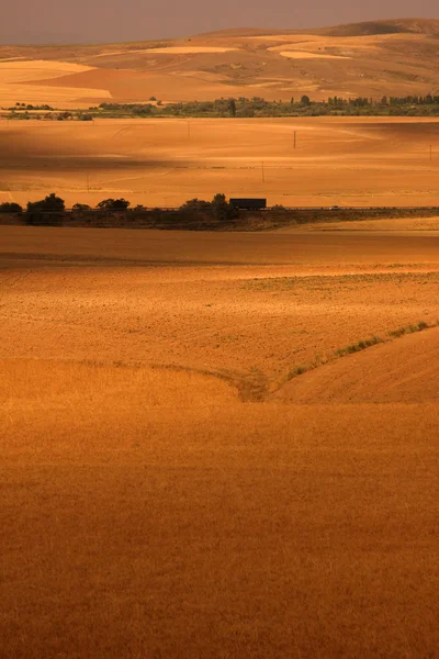 stock image Paddy crop