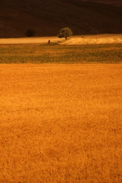 Tanaman padi — Stok Foto