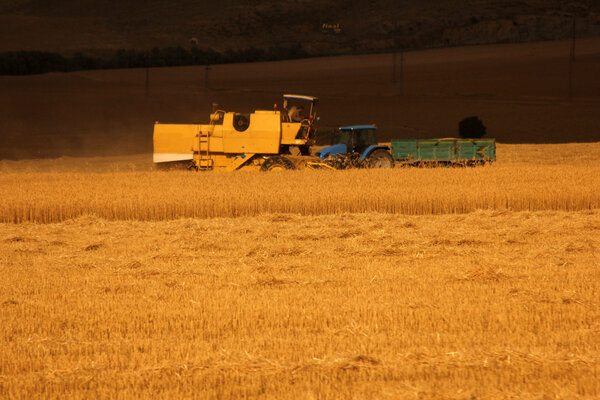 Paddy crop