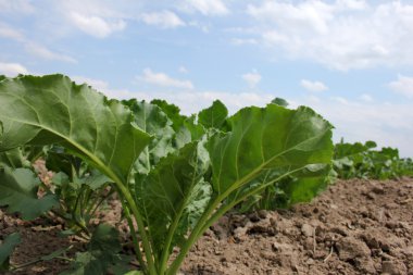 Sugar beet field clipart