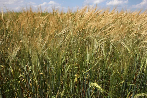 stock image Wheat field