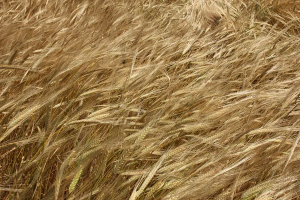 밀밭 — 스톡 사진
