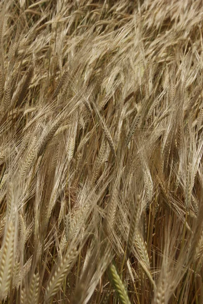 stock image Wheat field