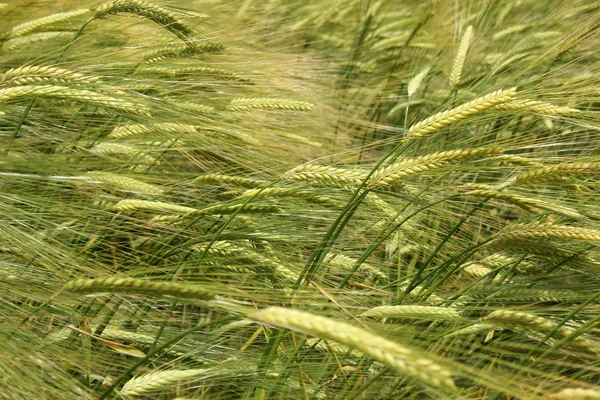 Pole pszenicy — Zdjęcie stockowe