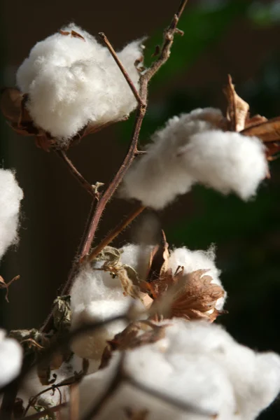 stock image Cotton