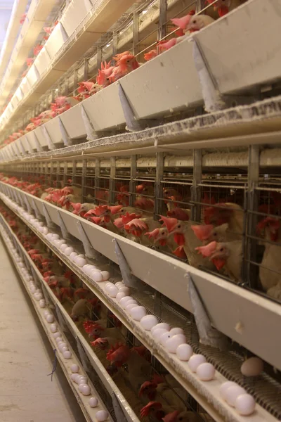 stock image Poultry farm