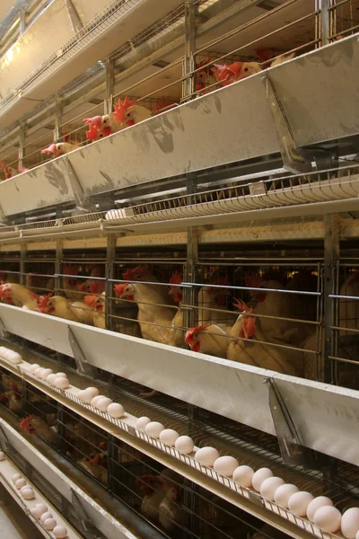 stock image Poultry farm