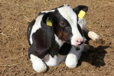 Cow farm clipart