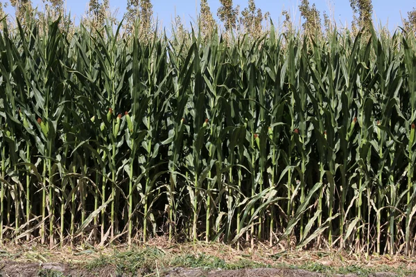 stock image Organic corn
