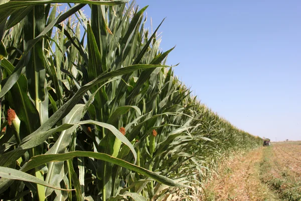 Органічні кукурудзи — стокове фото