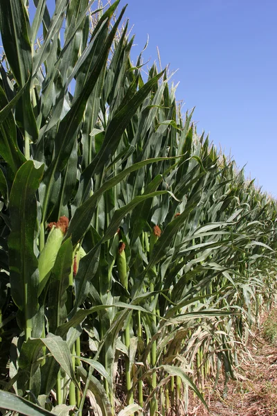 Organic corn — Stock Photo, Image