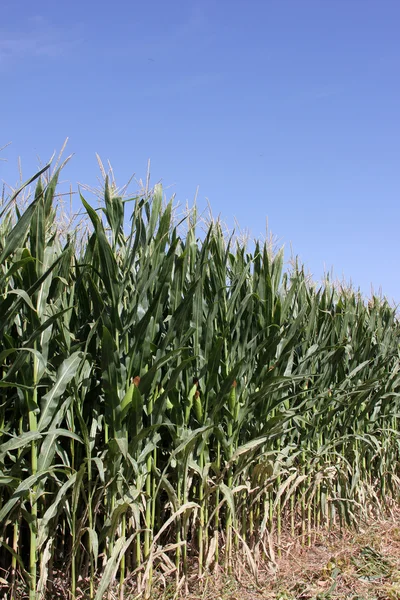 stock image Organic corn