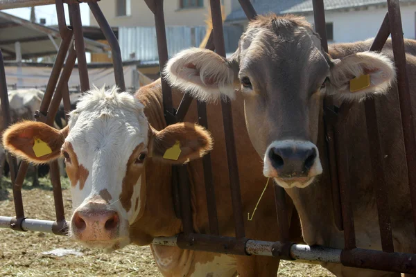 stock image Cow farm