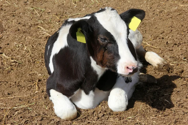 Stock image Cow farm