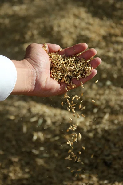 stock image Barley