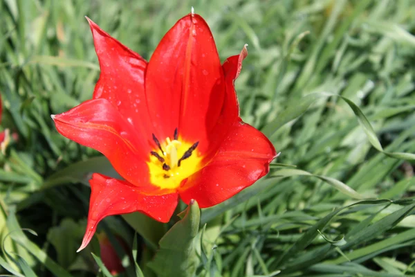 stock image Tulip garden