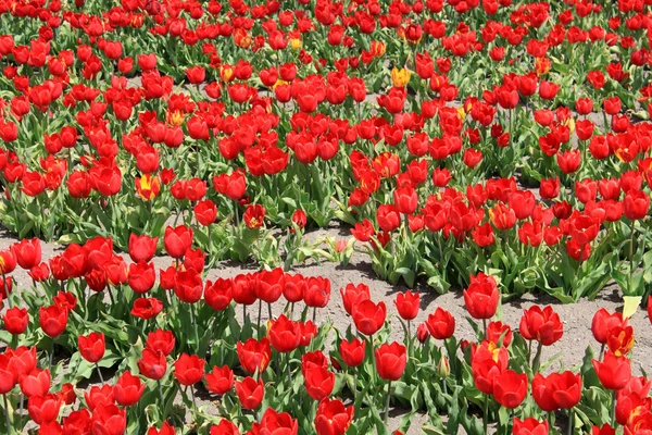 Lalele roșii — Fotografie, imagine de stoc