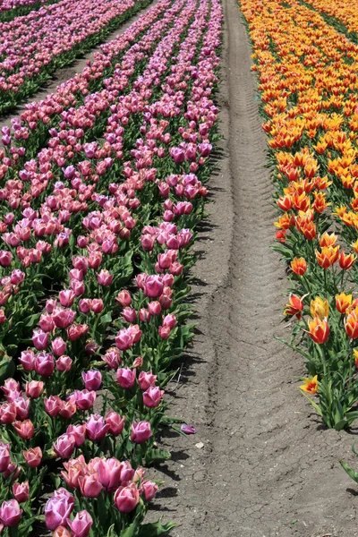 stock image Tulip garden