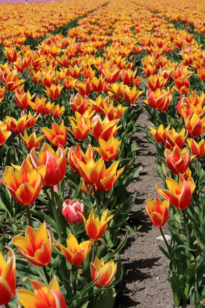 Giardino dei tulipani — Foto Stock