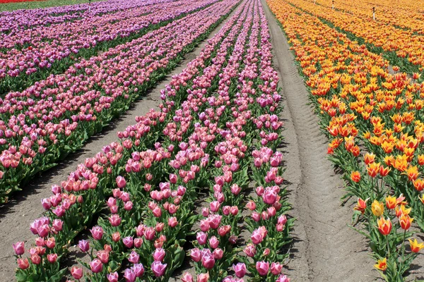 Stock image Tulip garden