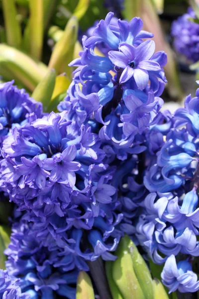 Flores púrpuras —  Fotos de Stock