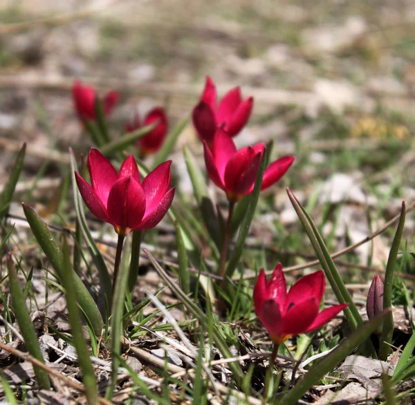 stock image Flowers