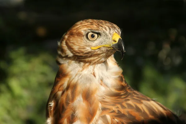 stock image Hawk - Closeup