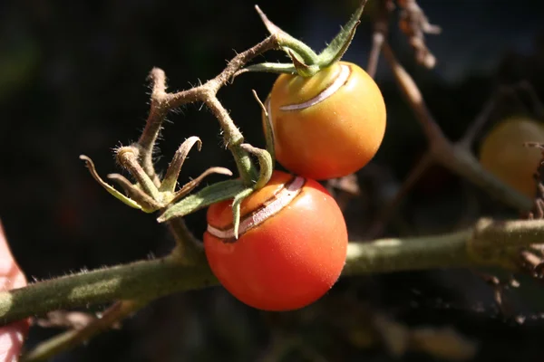 Stock image Tomato