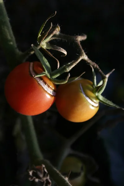 stock image Tomato