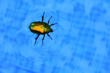 Cockchafer floating in swimming pool clipart