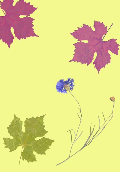 Arte fundo amarelo com folha e flor — Fotografia de Stock