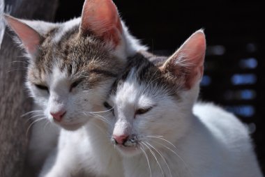 Two cats clipart