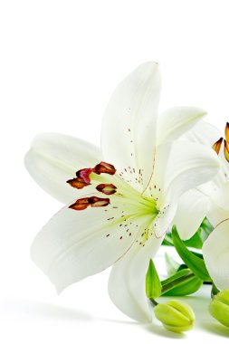 güzel beyaz zambak çiçekler, üzerinde beyaz izole