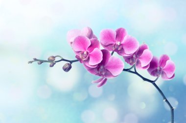 Orchid flowers on blurred blue background clipart