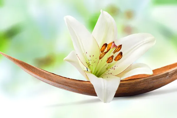 Beautiful white lily flower on a coco palm leaf — Stock Photo, Image