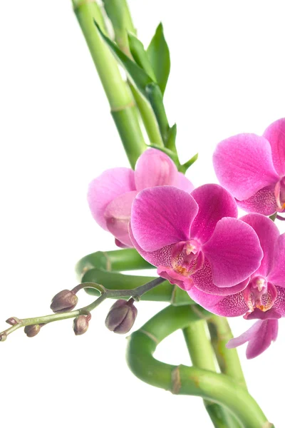 Krásné fialové květy orchidejí a bambus — Stock fotografie